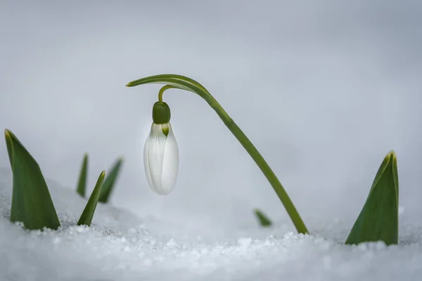 Kartopu çiçekleri (Galanthus nivalis) karların üzerinde yazılar için bir yer ile birlikte büyür. Bahar bayrağı