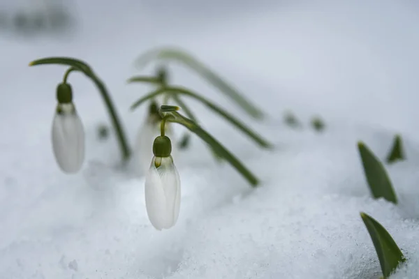 Снежные Цветы Galanthus Nivalis Растущие Снега Местом Надписи Весеннее Знамя — стоковое фото