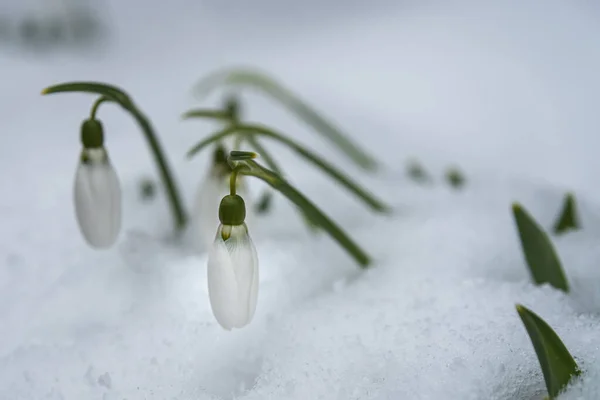 ガランサス ニヴァリス は雪の中から碑文の場所で成長します 春の旗 — ストック写真