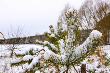 Snow-covered pine branch, Christmas tree on a background of blurred pine forest in the distance, on a cloudy, frosty winter day.