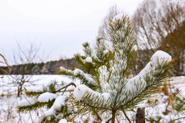 Snow Covered Pine Branch Christmas Tree Background Blurred Pine Forest — Stock Photo, Image