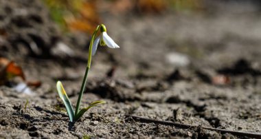 Kar damlası çiçekleri (Galanthus nivalis). İlk bahar çiçeği, geçen yılın kuru yaprakları arasında büyüdü..