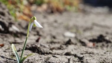 Rüzgar sallanır, sallanır, çiçek açar (Galanthus nivalis). Geçen yılın kuru yaprakları ilk bahar çiçeğini açtı..