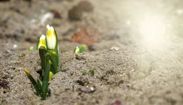Frühlingsgelbe Blumen Sprießen Aus Dem Boden Frische Fröhliche Pflanzen Blühten — Stockfoto