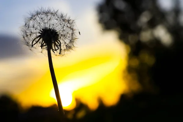 Esboço Silhueta Uma Flor Dente Leão Campo Pôr Sol Brilhante — Fotografia de Stock