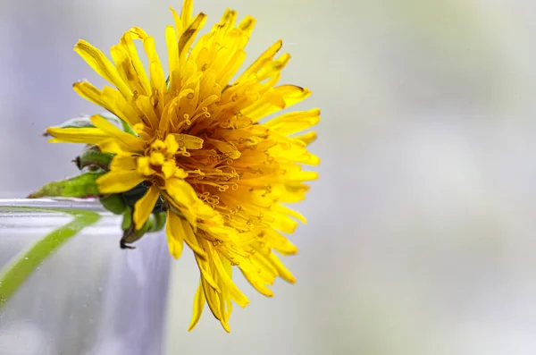 Yellow Dandelion Flower Close Sun Bright Spring Day Selective Focus — Stockfoto