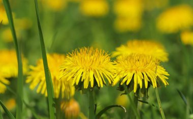 Sarı karahindibalı yeşil alan. Yerdeki sarı bahar çiçeklerini, ilkbahar güneşini, çiçeklerdeki çiğ tanelerini kapatın. İlaç fabrikası..