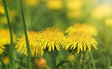 Sarı karahindibalı yeşil alan. Yerdeki sarı bahar çiçeklerini, ilkbahar güneşini, çiçeklerdeki çiğ tanelerini kapatın. İlaç fabrikası..