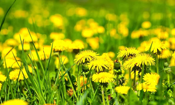 Sarı karahindibalı yeşil alan. Yerdeki sarı bahar çiçeklerini, ilkbahar güneşini, çiçeklerdeki çiğ tanelerini kapatın. İlaç fabrikası..