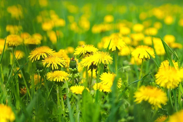 Green Field Yellow Dandelions Close Yellow Spring Flowers Ground Morning — Zdjęcie stockowe