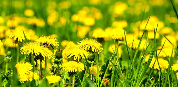 Sarı karahindibalı yeşil alan. Yerdeki sarı bahar çiçeklerini, ilkbahar güneşini, çiçeklerdeki çiğ tanelerini kapatın. İlaç fabrikası..