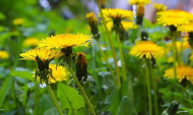 Sarı karahindibalı yeşil alan. Yerdeki sarı bahar çiçeklerini, ilkbahar güneşini, çiçeklerdeki çiğ tanelerini kapatın. İlaç fabrikası..