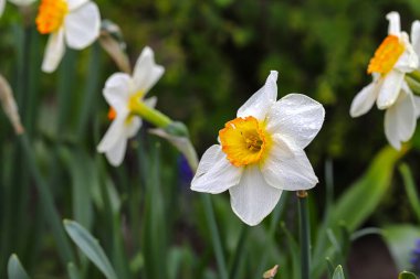 Sarı merkezli beyaz nergis çiçekleri sabah çiğ damlalarıyla kaplıdır. Güneşte bahar çiçekleri. Anavatanın güzelliği.