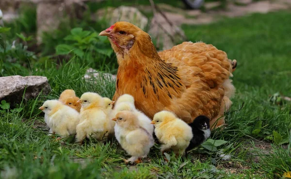 Köyün bahçesinde tavuklu tavuk. Köyün çimenlerindeki tavuklar güneş fotoğrafına karşı. Kümes hayvanları organik çiftliği. Tarım. Serbest çiftlik tavukları.