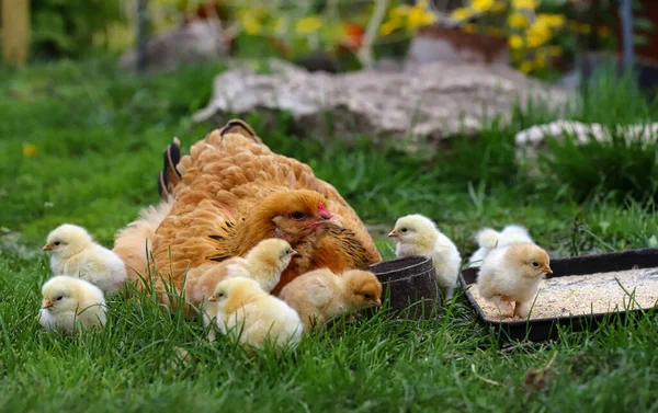 Köyün bahçesinde tavuklu tavuk. Köyün çimenlerindeki tavuklar güneş fotoğrafına karşı. Kümes hayvanları organik çiftliği. Tarım. Serbest çiftlik tavukları.