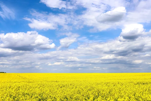Sarı çiçek açan kolza tohumu tarlası. Gökyüzünde güzel bulutlar ile kolza tohumu açar. Yeşil enerji ve petrol endüstrisi için bitki konsepti. tarım ve zengin hasat kavramı. Kırsal alanlar