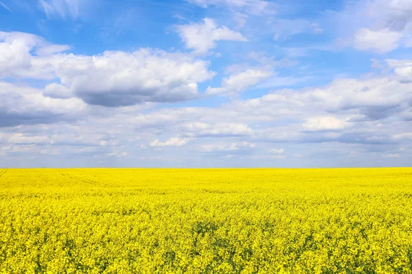 Sarı çiçek açan kolza tohumu tarlası. Gökyüzünde güzel bulutlar ile kolza tohumu açar. Yeşil enerji ve petrol endüstrisi için bitki konsepti. tarım ve zengin hasat kavramı. Kırsal alanlar