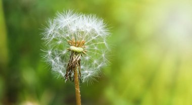 Sabahın köründe karahindiba tohumu taze yeşil bir arka planda eser. Yumuşak karahindiba paraşütleri rüzgarla savruldu..