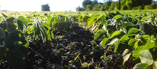 Soybean Field Field Rays Morning Summer Sun Grow Young Green — Stockfoto