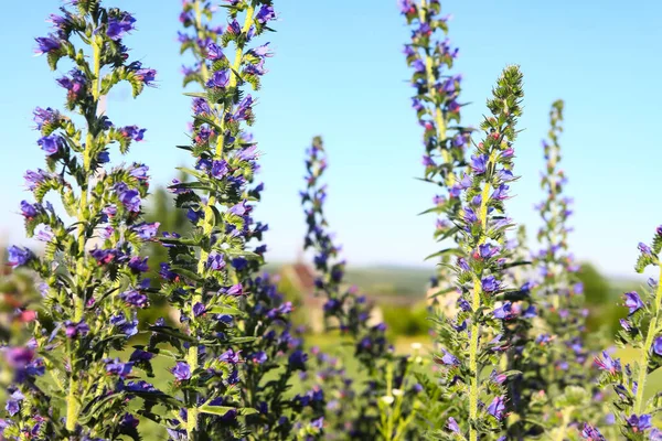 Цветок Который Используется Медицине Жимолость Теплый Пейзаж Красивыми Фиолетовыми Цветами — стоковое фото