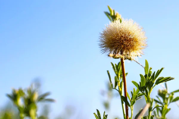 Beautiful Dew Drops Dandelion Seeds Macro Sunrise Close Soft Background — ストック写真