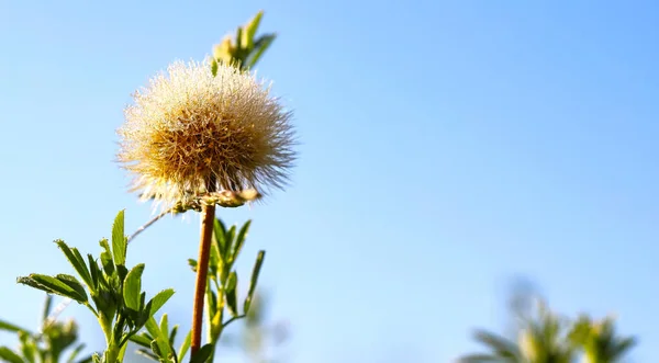 Beautiful Dew Drops Dandelion Seeds Macro Sunrise Close Soft Background — ストック写真