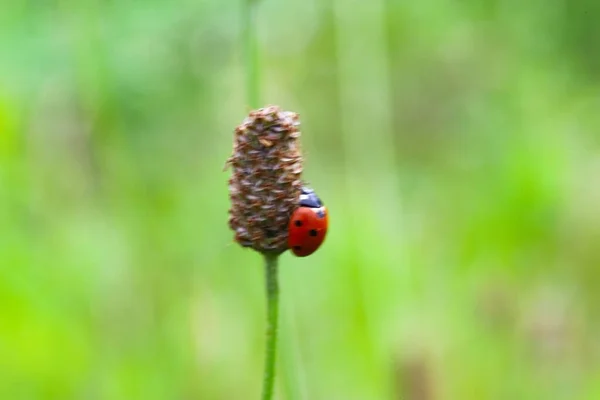 Photo Rosmit Defocused Out Focus Close Ladybug Sitting Plant Stems — Stockfoto