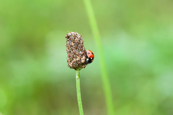 Small Red Ladybug Black Dots Insect Ladybug Dew Drops Green — Foto de Stock