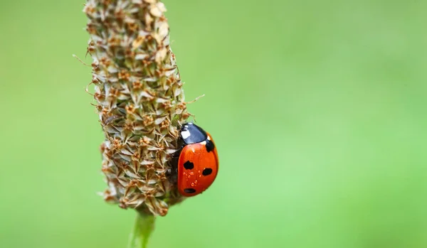 Small Red Ladybug Black Dots Insect Ladybug Dew Drops Green — Stockfoto