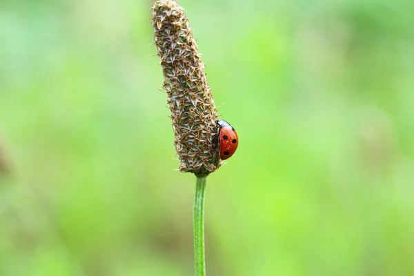 Small Red Ladybug Black Dots Insect Ladybug Dew Drops Green — Stockfoto
