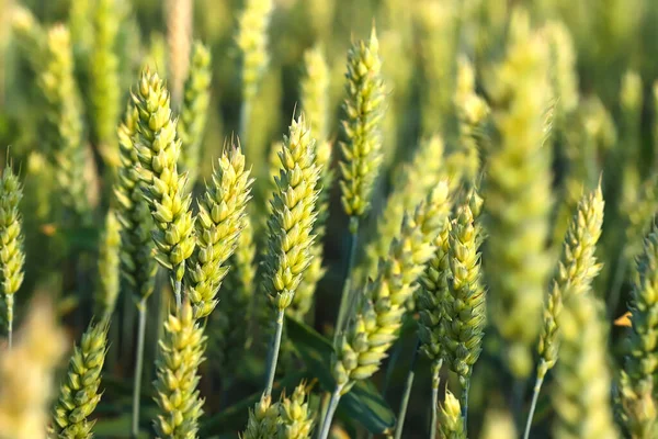 Yeşil buğday tarlası. Yakından yeşil bir mısır kulağı. Seçici odaklanma, bulanık arkaplan. İyi hasat kavramı.