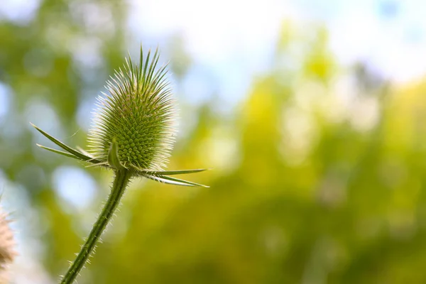 Image Wild Thistle Lovely Green Flower Needles Supported Protected Green — Zdjęcie stockowe