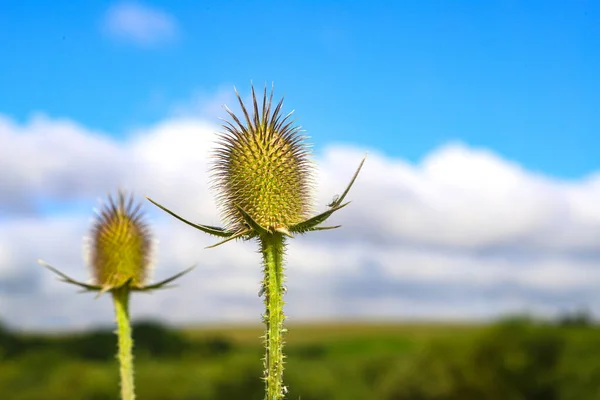 Image Wild Thistle Lovely Green Flower Needles Supported Protected Green — ストック写真