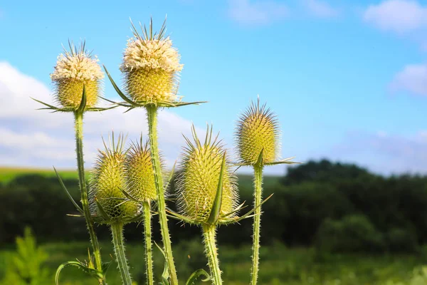 Image Wild Thistle Lovely Green Flower Needles Supported Protected Green — Zdjęcie stockowe