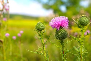 Image of wild Scottish thistle. The luxurious purple flower is supported and protected by a round toothed green bulb. Serrated green leaves and stem. Medicinal plant.
