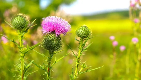 Image of wild Scottish thistle. The luxurious purple flower is supported and protected by a round toothed green bulb. Serrated green leaves and stem. Medicinal plant.