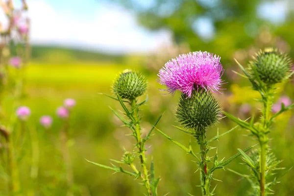 Image Wild Scottish Thistle Luxurious Purple Flower Supported Protected Toothed — ストック写真