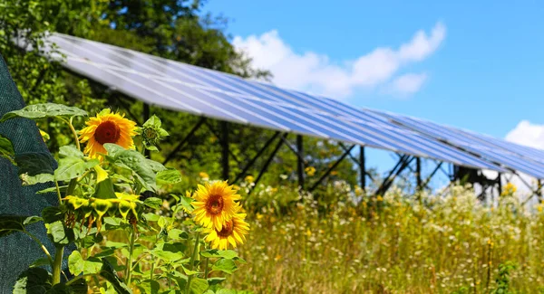 Sunflowers, solar batteries. Modern solar panels on the background of the sky. Solar panels and sunflowers. Alternative ecological energy.