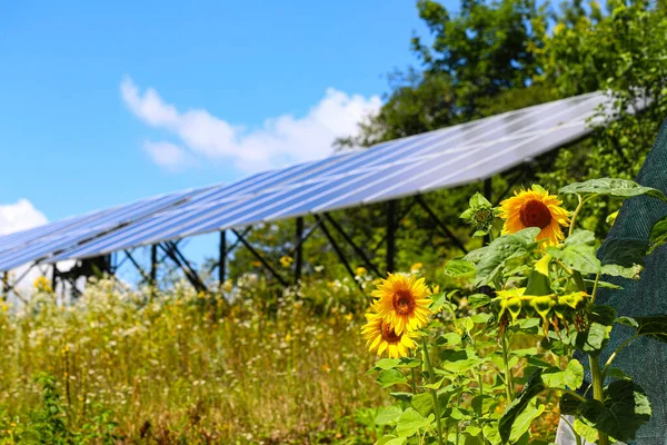 Sunflowers, solar batteries. Modern solar panels on the background of the sky. Solar panels and sunflowers. Alternative ecological energy.