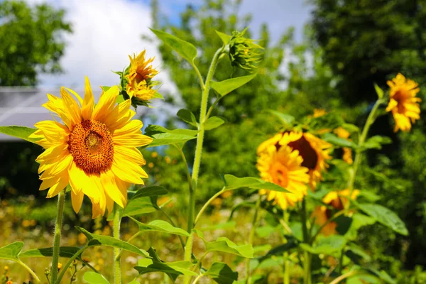 Sunflowers, solar batteries. Modern solar panels on the background of the sky. Solar panels and sunflowers. Alternative ecological energy.