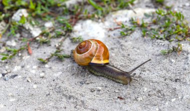 A snail slides along the texture of the sand. A small mollusk snail with a light brown striped shell crawls along the sandy soil.