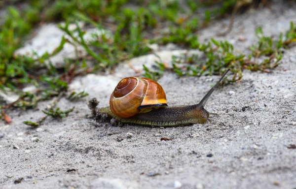 Snail Slides Texture Sand Small Mollusk Snail Light Brown Striped — Stockfoto