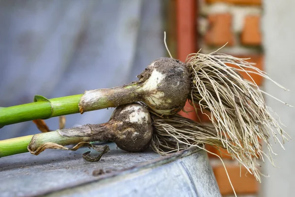 Harvested Garlic Bunch Garlic Heads Close Concept Good Urohai Agriculture — Stockfoto