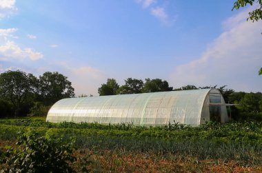 Greenhouse on the site. Private garden. A simple plastic greenhouse in a garden in the countryside in summer. Agriculture, The concept of a good harvest