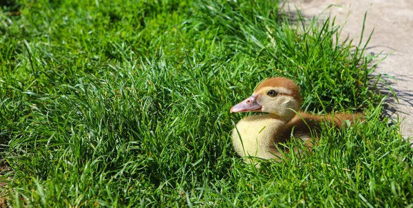 Little domestic ducklings are sitting on green grass. Cute newborn tiny ducklings. Agriculture, poultry farm