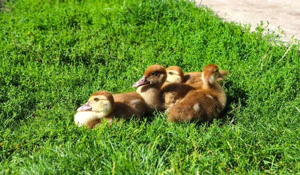 Little Domestic Ducklings Sitting Green Grass Cute Newborn Tiny Ducklings — Photo