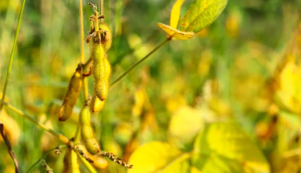 Soja Marrom Dourada Madura Uma Plantação Soja Belo Dia Ensolarado — Fotografia de Stock