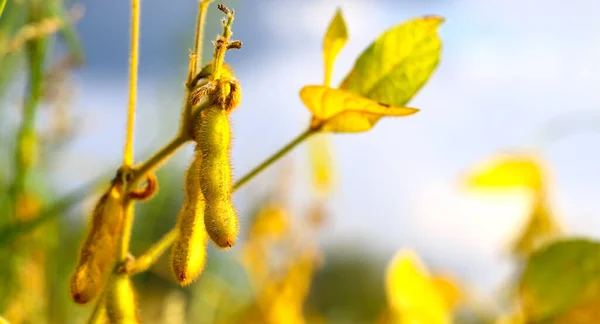 Güzel, güneşli bir günde, soya fasulyesi çiftliğinde taze kahverengi soya fasulyesi. Yakın plan. Soya kapsülleri. Altın parıltılı soya fasulyesi tarlası. İyi hasat kavramı.