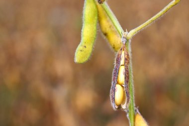 Açık kabuklu olgun sarı soya fasulyesi toplanmaya hazır. Ekolojik beslenme. İyi hasat kavramı.