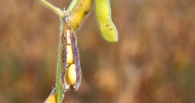 Açık kabuklu olgun sarı soya fasulyesi toplanmaya hazır. Ekolojik beslenme. İyi hasat kavramı.